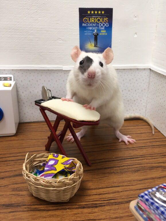 Curious Incident Rat Curious Incident Rat posing by an ironing board