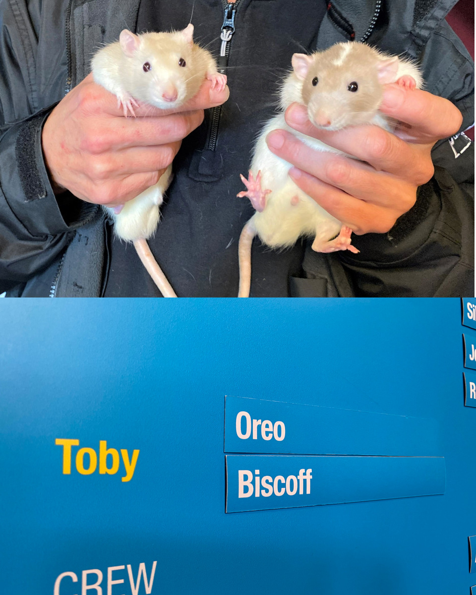 Rat stars of Curious, Biscoff and Oreo Rats being held by handler, and their names Biscoff and Oreo on the cast list board